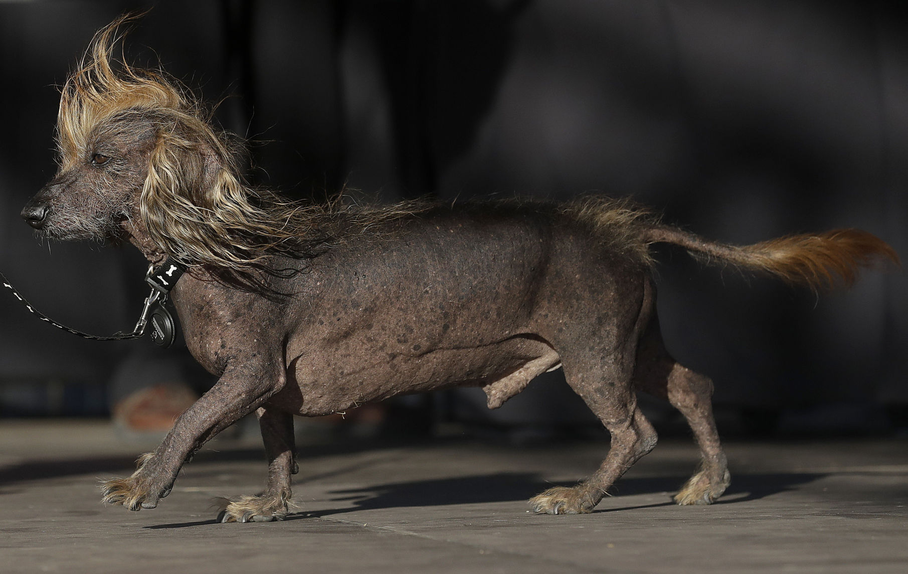 World's Ugliest Dog Contest